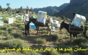 استقرار کندوها در نقاط بکر کوهستانی