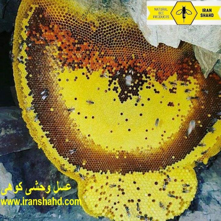 عسل باموم کاملا وحشی