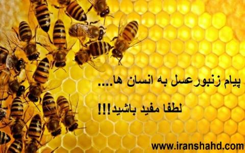 اطلاعات عمومی درباره عسل و زنبور: